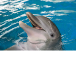 The Ninja Magical Dolphins!