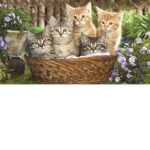Kitten and cat fans