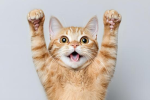 CatGrupÑAU