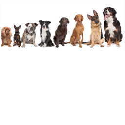 Doggy´s World
