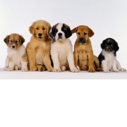 puppies lounge