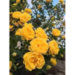 Yellow man