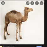 We all about them camels