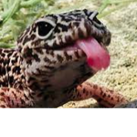 rubiskittles
