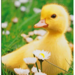 Duck Group chat