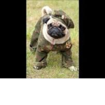 the pug force