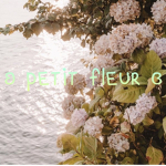 ʚ petit fleur ɞ