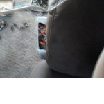 Me give free bobux