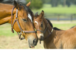 the horsess