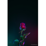 Ali’s Aesthetic group <3