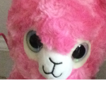 Cool lama’s