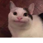 Beluga is the best CAT
