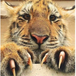 The tigers that must have the toes