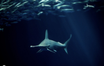 The Open Sea:Dev Group