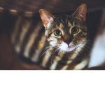 cute cat fans group