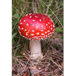 Mushroom Palace Vibes