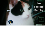 The calico catz