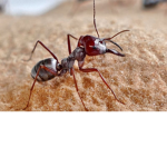 ant game