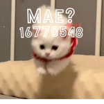 Mae?