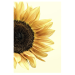 Sunflowers Squad xo