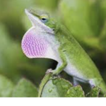 Lizard Corp.