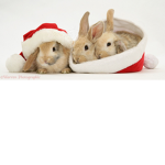 Fluffy Rabbit