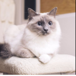 Kitty Kats Fan Group