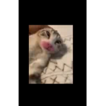 Nice cat my mom sent me