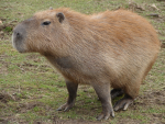 Capybara Games....111