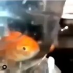 Swimmingly Games