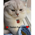Tesla's Fan Club