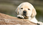 #PuppyLand