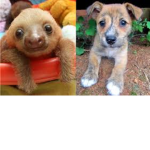 Sloths and Dogs 4 Life