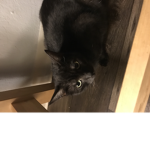 Cat blocks