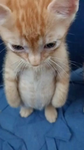 Little_Oreo
