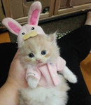 The kitty Something