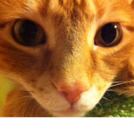 Marvin is my cat and he looks like a orange..