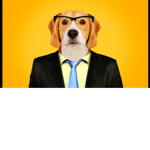 The Mayor DOG