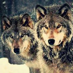 Awesome WolfPack