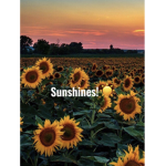Sunny with the Sunshine's!