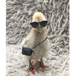 0Chicken_Squad0