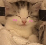 •ʟᴏᴠᴇʟʏ ᴅʀᴇᴀᴍ•