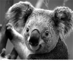 Koala Lovers 663