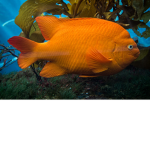 Good Fishys