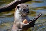 #1 OTTER CREW