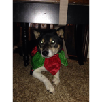 the christmas rex