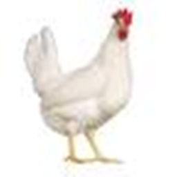 robot chickens