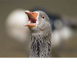 da goose family