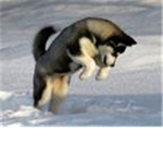 The Husky's