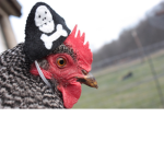 Chickens With Hats